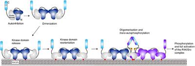 Regulatory mechanisms triggered by enzyme interactions with lipid membrane surfaces